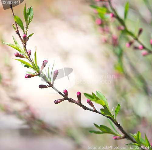 Image of russian almond