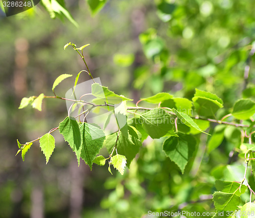 Image of birch leaves