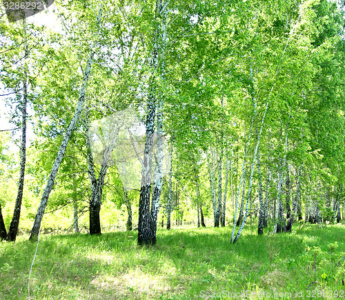 Image of birch forest