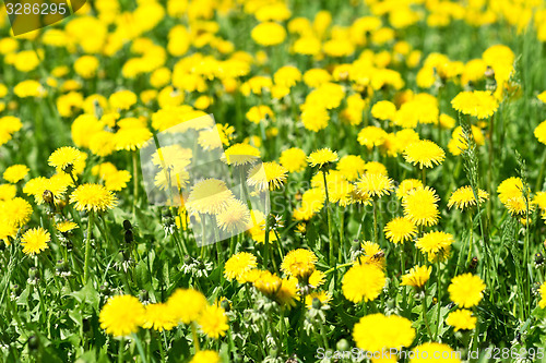 Image of dandelions