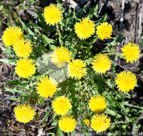 Image of dandelions