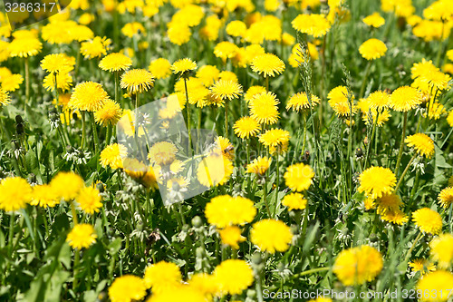 Image of dandelions