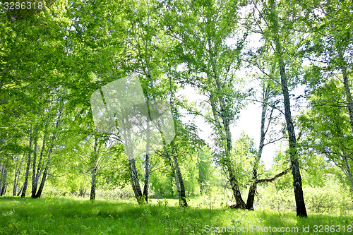 Image of birch forest