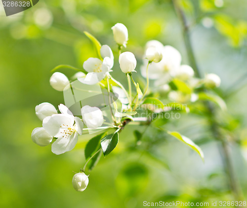 Image of apple blossom