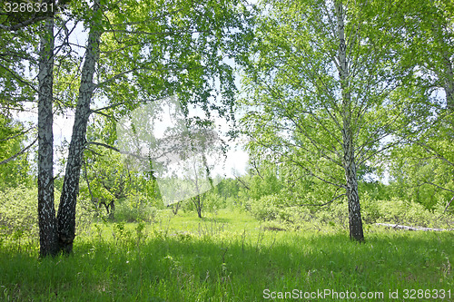 Image of birch forest