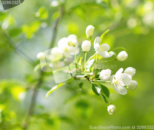 Image of apple blossom