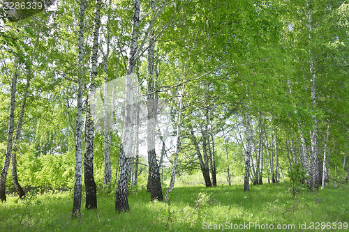 Image of birch forest