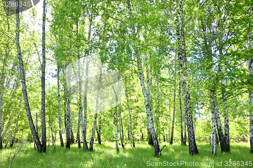 Image of birch forest