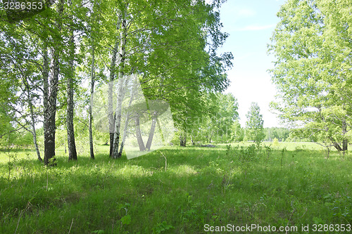 Image of birch forest