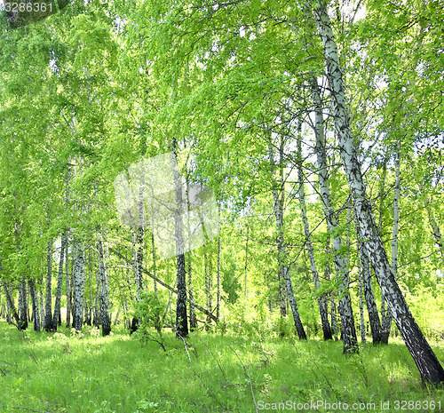 Image of birch forest