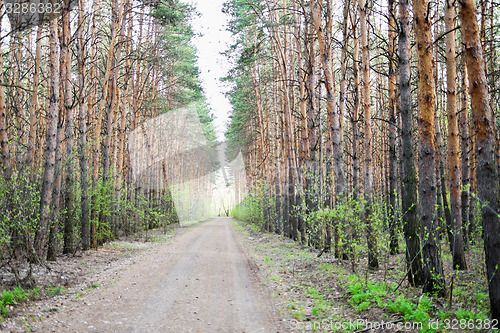 Image of road in forest