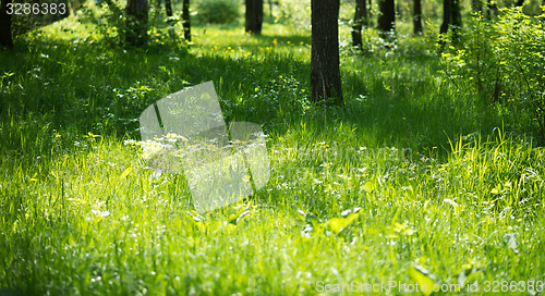 Image of spring glade