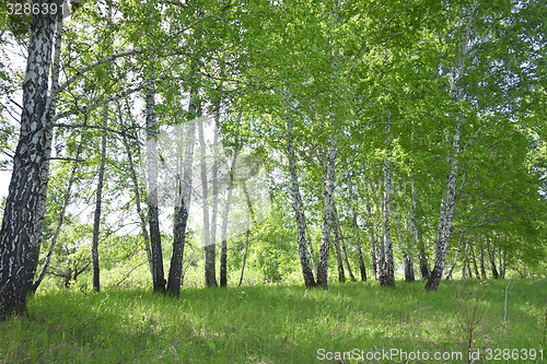 Image of birch forest