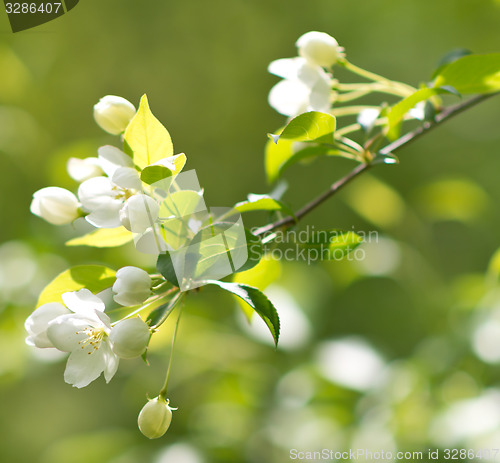 Image of apple blossom