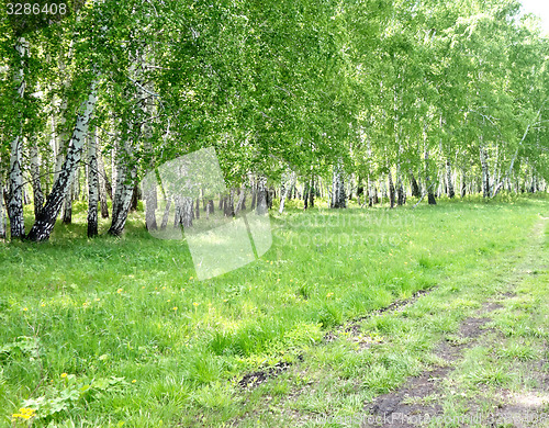 Image of birch forest