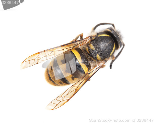 Image of Dead wasp isolated