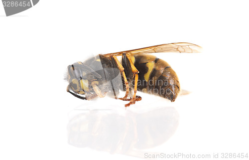 Image of Dead wasp isolated