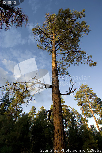 Image of Forest