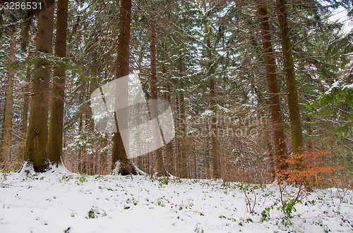 Image of Romantic show forest