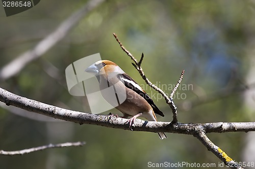 Image of hawfinch