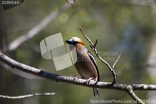 Image of hawfinch