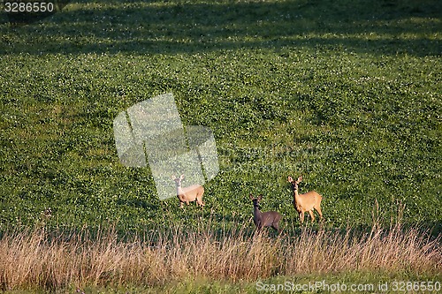 Image of deer family