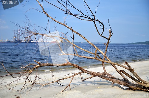 Image of A fallen and decaying tree laying on the beach 