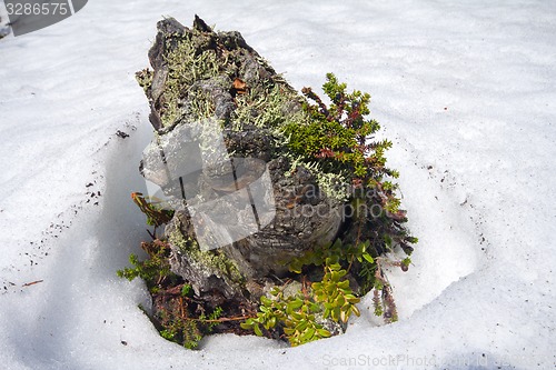 Image of snag island melting spring in tundra