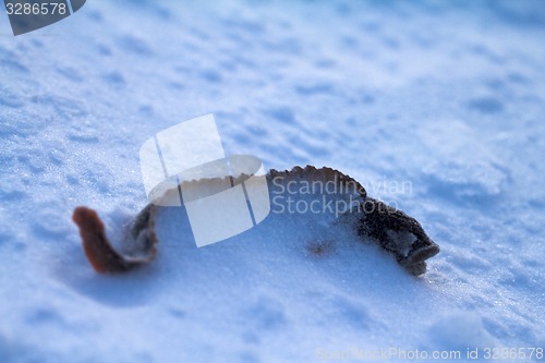 Image of Caught and snow-covered fish mother-of-eels