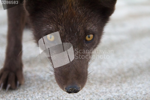 Image of Portrait of a predatory animal