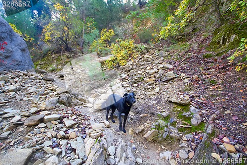 Image of assistant dog among the mountain landscape