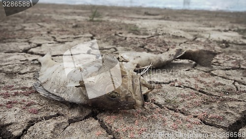 Image of dead fish drought lake  heat