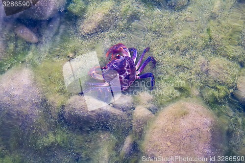 Image of freshwater crab hid on  bottom of  reservoir