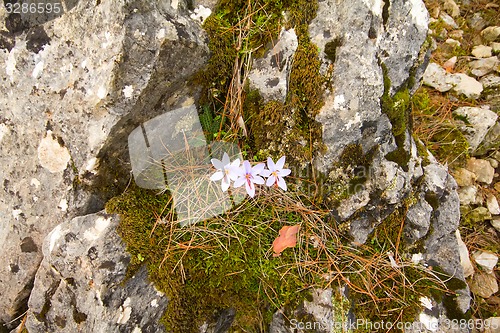 Image of crocus  bloom in the mountains of Central Brand in autumn