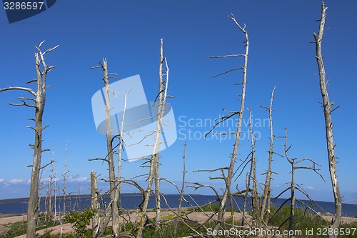 Image of Dead forest on island in sea