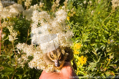 Image of duckling among the wildflowers