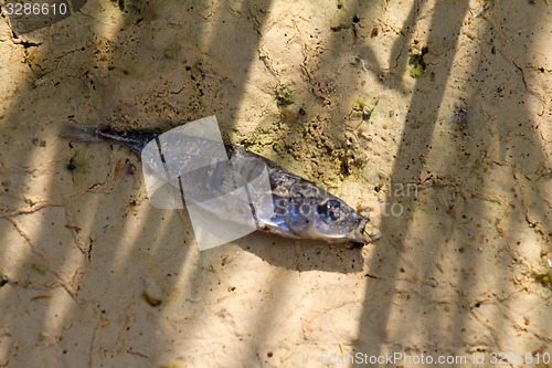 Image of fish die on dry sand