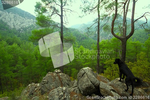 Image of assistant dog among the mountain landscape