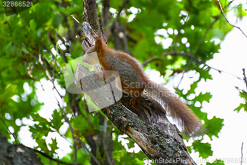 Image of Squirrel