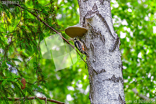 Image of Woodpecker