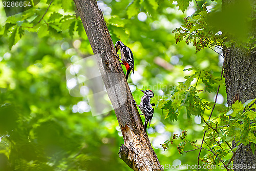 Image of Woodpeckers