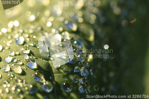 Image of green leaf and water drops