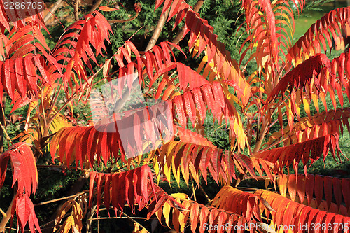 Image of autumn leaves background