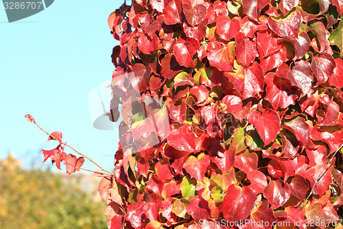 Image of autumn leaves background