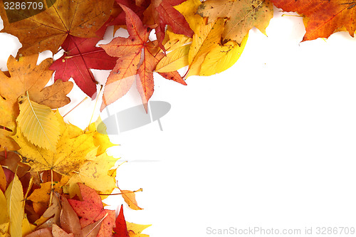 Image of autumn leaves background