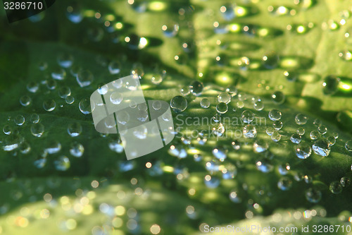 Image of green leaf and water drops