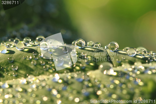 Image of green leaf and water drops