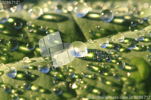 Image of green leaf and water drops
