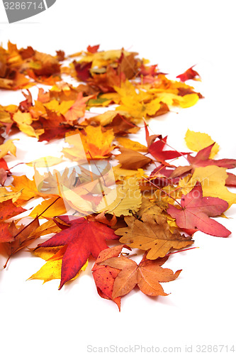 Image of autumn leaves background