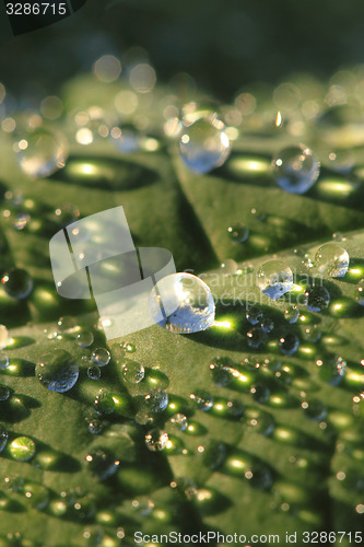 Image of green leaf and water drops
